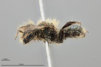 Media type: image;   Entomology 790558 Aspect: habitus lateral view